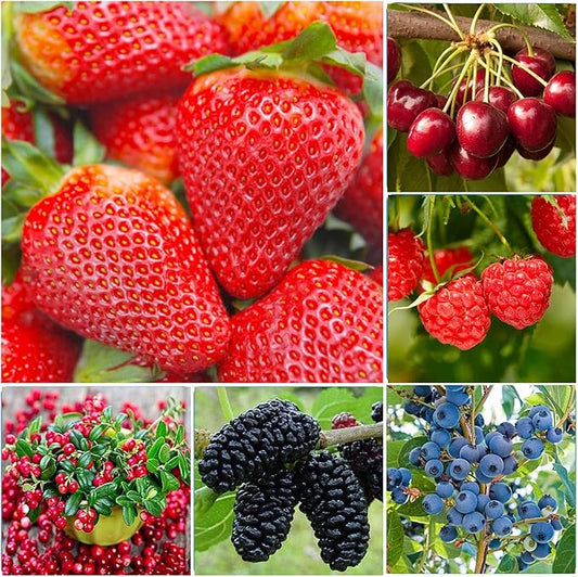 1500+ Mix Fruit Tree Seeds for Planting, 400 Strawberry 200 Blueberry 300 Raspberry 300 Mulberry 200 Cranberry 20 Cherry, 6 Variety Individual Packs Organic Fruit Seeds