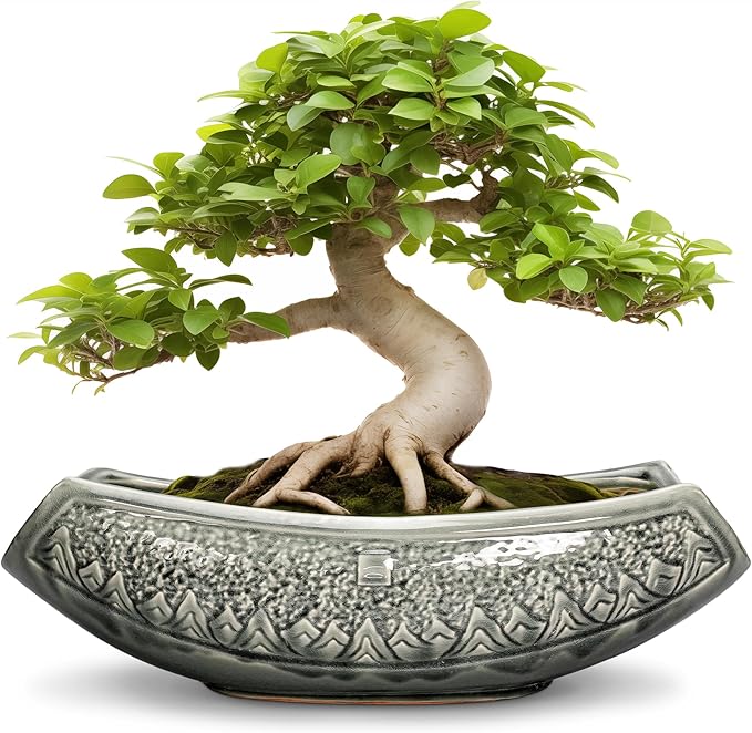Teagas Bonsai Pots 18 Inch - Ceramic Succulent Pots, Large Bonsai Planter for Indoor Outdoor Plants, Decorative Plant Pot with Drainage Hole, Ceramic Flower Pot, House Decor, Plant Lover Gifts, Grey