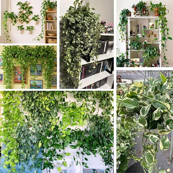 3 Mixed Pothos Live Plants in 4 Inch Pot, 3-6" Live Pothos Plant, Assorted Vine Houseplant for Hanging Basket, Garden Pots