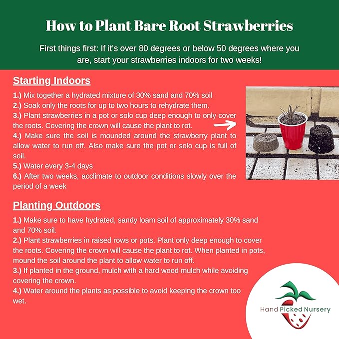 'Jewel' June Bearing Bare Root Strawberry Plants - Large Strawberries, High Yields, and Consistent Performance! from Hand Picked Nursery (15)