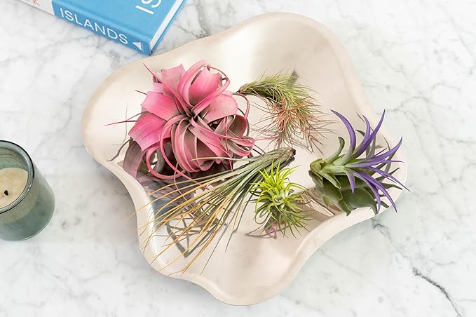 Purple Colorful Tillandsia Air Plants - Long Lasting Color Enhanced Live Tillandsia Succulent House Plants - Home and Garden Decor - Easy Care Indoor and Outdoor (Funckiana, Single)
