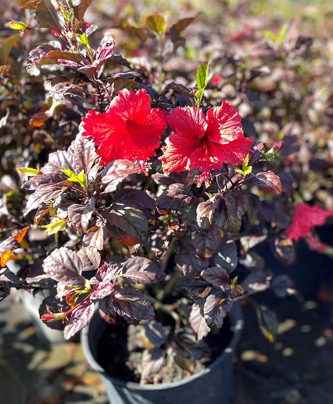 American Plant Exchange Hibiscus 'Red Hot' Plant – Live Flowering Bush, 10-Inch Pot, Tropical Variegated Red Blooms for Garden Beds, Patios, and Outdoor Landscapes