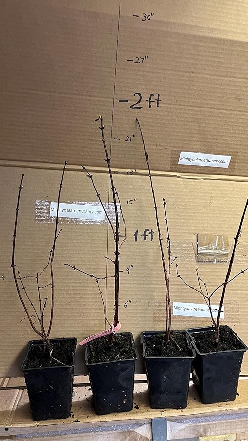 1 Litter Pot Honeyberry ‘Aurora’ (Lonicera caerulea VAR.edulis) 1 Plant 12-18” Tall Haskap