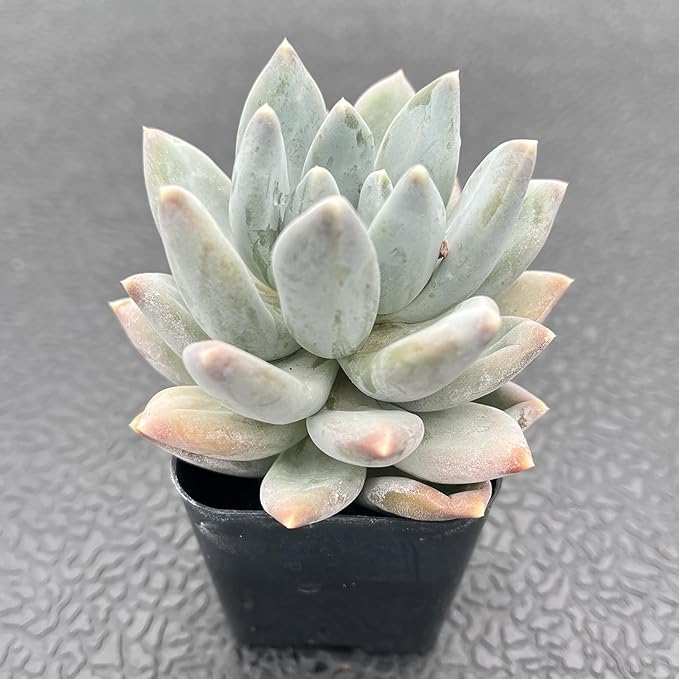 Sprout N Green Pachyphytum 'Moon Silver', 1 Live Succulent Plant Fully Rooted in 2" Pot, House Plant for Indoor Outdoor Home Office Wedding Decoration DIY Project Party Favor