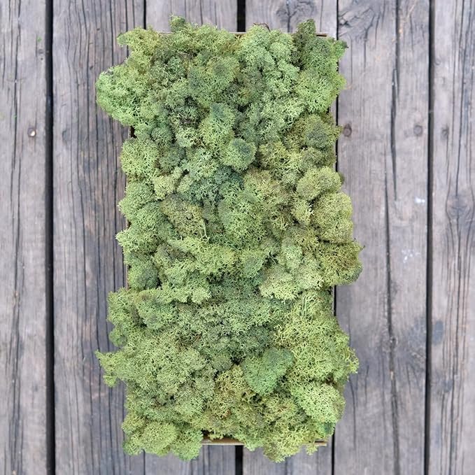 prefleur Preserved Reindeer Moss Natural Green DIY Kit Gardenning Art Wall Decor Florist Decor Easter Table Decor Wedding