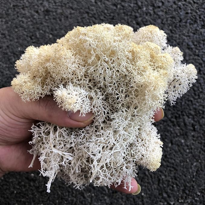 prefleur Preserved Reindeer Moss Natural Green DIY Kit Gardenning Art Wall Decor Florist Decor Easter Table Decor Wedding