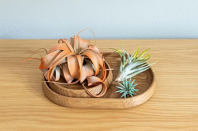 Purple Colorful Tillandsia Air Plants - Long Lasting Color Enhanced Live Tillandsia Succulent House Plants - Home and Garden Decor - Easy Care Indoor and Outdoor (Argentea Thin, Pack of 3)