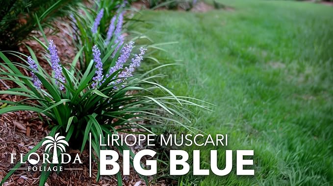 Liriope Big Blue | 10 Live 4 Inch Plants | Liriope muscari | Lavender Blue Flowers | Evergreen Ground Cover for Shade | Landscape Borders for Walkways and Beds