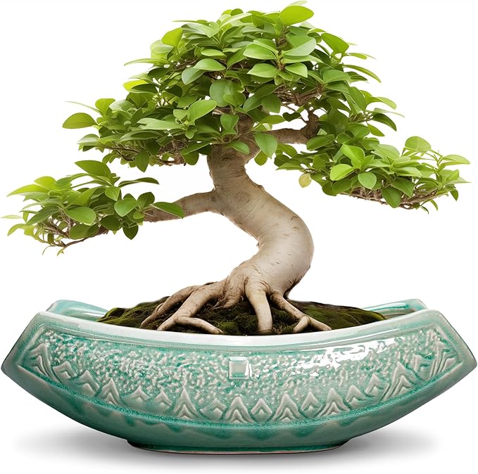 Teagas Bonsai Tree Pot - 18 Inch Ceramic Succulent Pots for Indoor Outdoor, Large Bonsai Planter with Drainage Hole, Ceramic Flower Pot, Decorative Planter, Gifts for Plant Lovers, Room Decor, Green