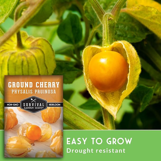 Ground Cherry Seeds for Planting – High Yield Heirloom Cape Gooseberry with Sweet Golden Fruit in Papery Husks, Non-GMO Golden Berry Garden Favorite - Survival Garden Seeds (1 Pack)