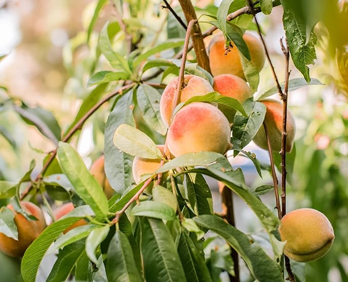 Sentinel Peach Tree - Good to Zone 9 - Live Fruit Plant Shipped 3 Feet Tall by DAS Farms