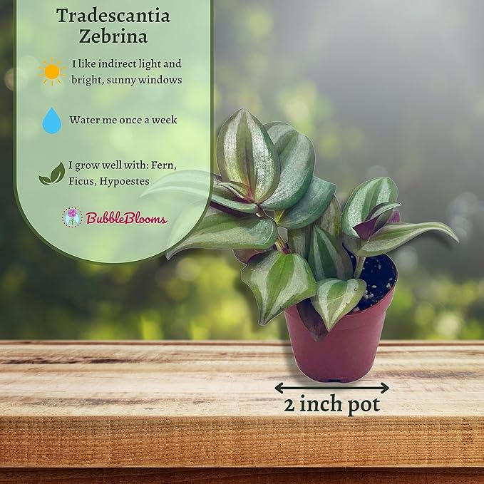 Wandering Jew, Tradescantia zebrina Bosse, Limited, in a 2 inch Pot Super Cute