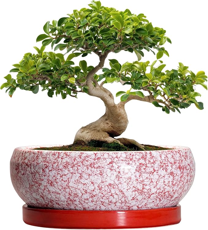 EPFamily Bonsai Tree Pots 13 Inch - Ceramic Bonsai Pots with Drainage Hole and Tray, Large Succulent Planters Indoor, Round Bowl Planter Outdoor, Shallow Planter, Garden Decor, Plant Lover Gifts, Red