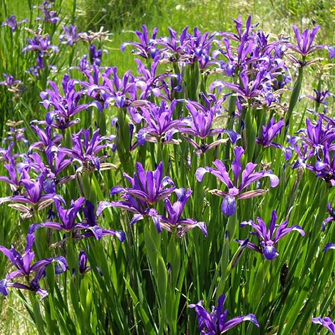 Dutch Iris ‘Telstar’ – Top-Size Bulbs for Fall Planting | Deep Blue Petals with Vibrant Yellow Accents, Hardy Dutch Variety Ideal for Borders, Beds, and Bright Spring Garden Color Displays