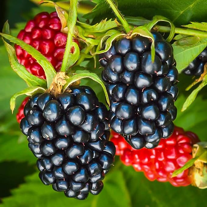 200+ BlackBerry Seeds for Planting Non-GMO Organic BlackBerry Seeds for Garden Outdoor - Sweet,Healthy Fruit