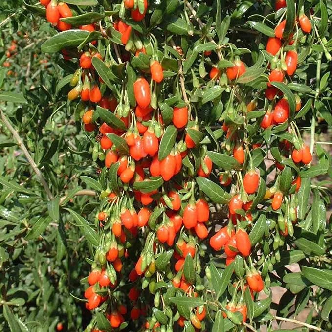 Goji Berry 50 Seeds - Lycium Chinense/Lycium Barbarum, Chinese Wolfberry Plant, Perennial Non GMO Super Fruit, Easy to Grow Goji Berries Seeds for Planting