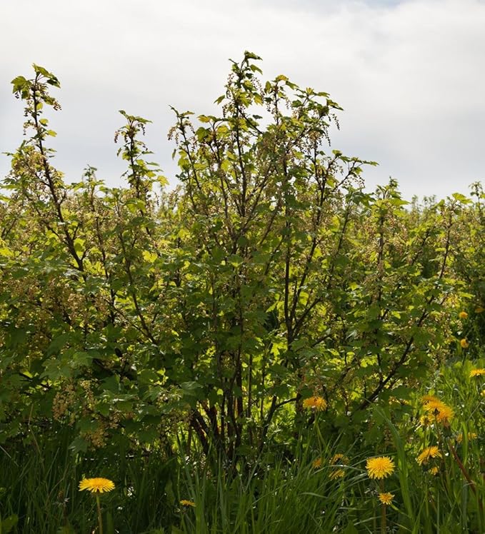 Golden Currant 50 Seeds (Ribes aureum) Non GMO - Open Pollinated - Heirloom