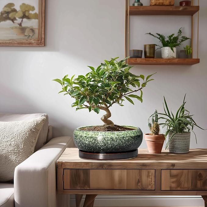 EPFamily Bonsai Pots 8 Inch - Ceramic Succulent Pots with Drainage Hole and Saucer, Shallow Plant Pot for Indoor Outdoor, Bonsai Tree Pots, Round Planter Bowl, Home Decor, Gift for Plant Lover, Green