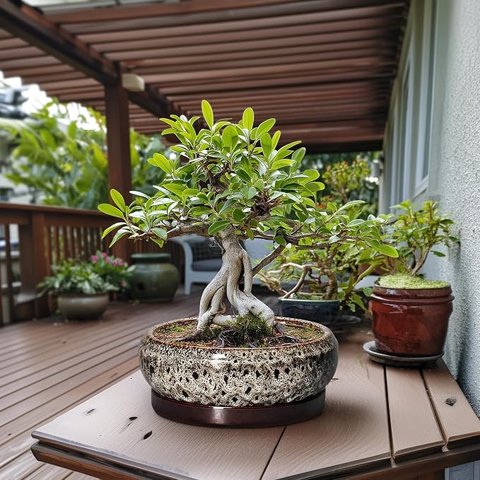 EPFamily Bonsai Planter 13 Inch - Large Ceramic Succulent Planters, Shallow Plant Pot Indoor with Drainage Hole and Tray, Bonsai Pot, Round Bowl Planter Outdoor, House Decor, Housewarming Gift, White