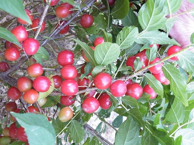 8-16” Tall Nanking Red Bush Cherry 1 Year Old Plant Prunus Tomentosa Cheropugy