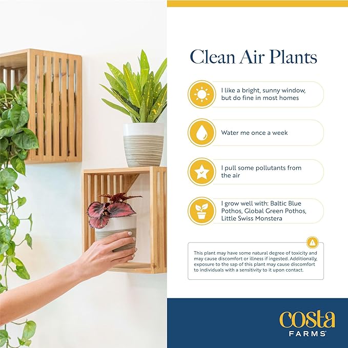 Costa Farms Live Mini Indoor Plants in Plastic Pots, Air Purifying Houseplants, Assorted Varieties, Home, Room, or Office Decor, House Warming or Birthday Gift, 4-6 Inches Tall, Pack of 20