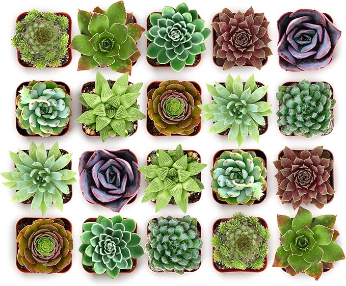 Shop Succulents Echeveria & Rosette Live Succulent Variety Pack – Fully Rooted 2" Potted Plants for Gifts, Favors, DIY Projects, Terrariums, Home Décor, and Garden Arrangements, 100 Pack