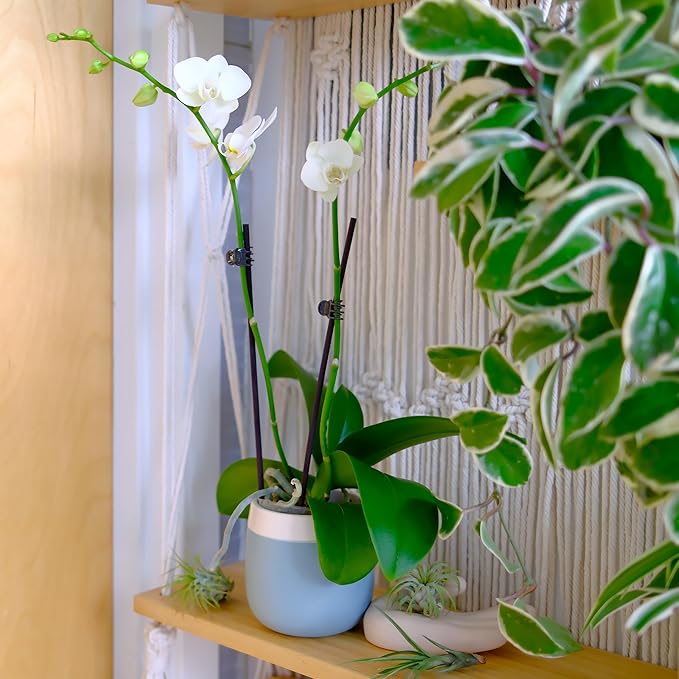 Premium White Live Orchid Plant Blooming in 3.5" Blue & White Orchid Pot, Live Plants, Houseplant Gifts, Approx. 16" Tall, Pet Friendly Houseplants, Phalaenopsis Moth Flower by Plants for Pets