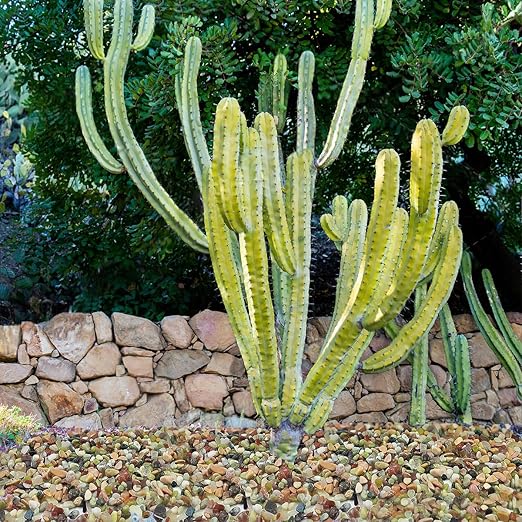 YISZM 2LB Succulent and Cactus Colorful Pebbles, 3/8 Inch Pebbles for Indoor Plants, Natural Decorative Polished River Rocks for Vases, Planters and Outdoor Gardening