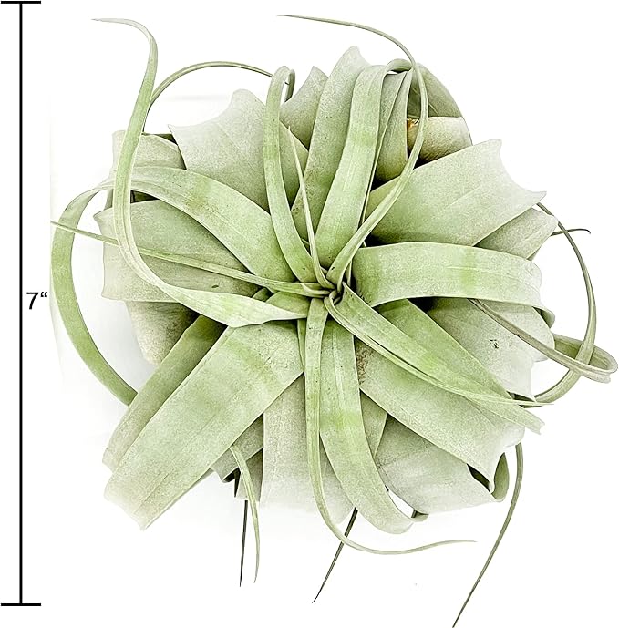 ragnaroc Live Air Plant - Tillandsia Xerographica, Jumbo 6-9” – 1 ct - Ideal for Gifts & Presents, Live Indoor Plants & Live House-Plants – Live Plants for Home décor