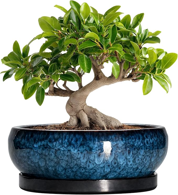 EPFamily Bonsai Tree Pots 10 Inch - Ceramic Succulent Pot with Drainage Hole and Saucer, Bonsai Pots for Indoor Outdoor, Round Succulent Planter, Shallow Planter, Desk Decor, Plant Lover Gifts, Blue