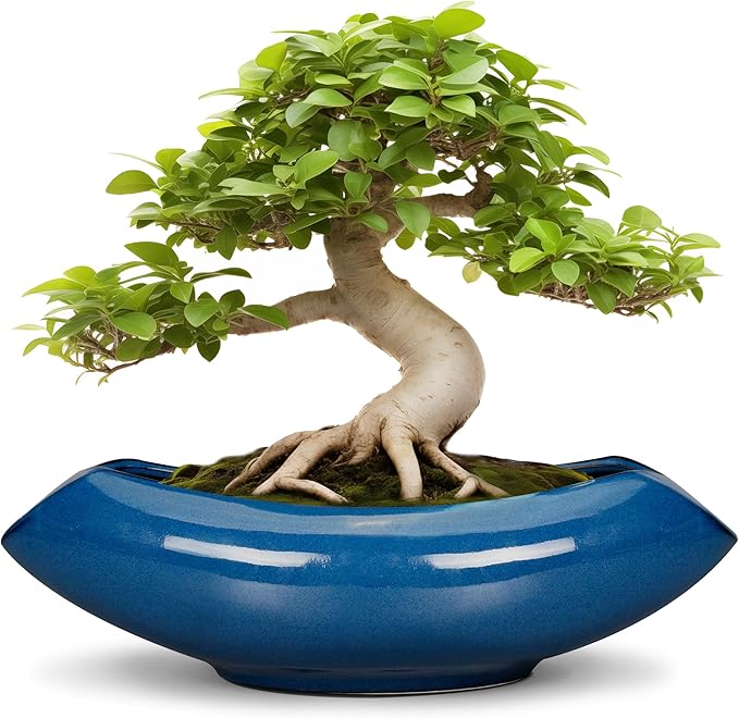 Teagas Bonsai Tree Pot 18 Inch - Ceramic Succulent Pots Large Bonsai Planter for Indoor Outdoor Plants Decorative Plant Pot with Drainage Hole Flower Pot for Home Garden Room Decor Blue