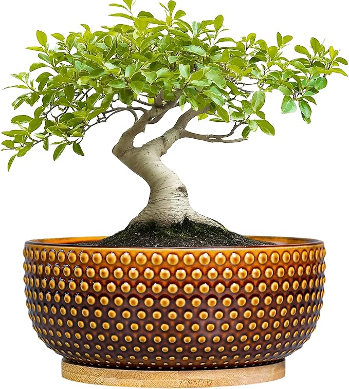 EPFamily Bonsai Pots - 8 Inch Succulent Bowl for Indoor Plant, Shallow Round Ceramic Planters with Drainage Hole and Saucer, Boho Home Room Office Apartment Decor, Plant Lovers Gifts, Brown