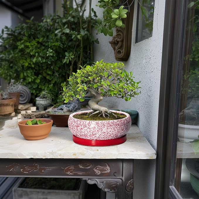 EPFamily Succulent Pots - 8 Inch Bonsai Pots for Indoor Outdoor, Shallow Ceramic Planter with Drainage Hole and Saucer, Round Flower Succulent Planters, Room Decor, Gifts for Plant Lovers, Red