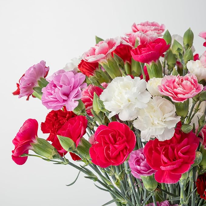 Benchmark Bouquets - 20 Stem Rainbow Mini Carnations (Glass Vase Included) - Fresh Flowers for Next Day Delivery - Gift for Birthday, Anniversary, Get Well, Sympathy, Congratulations, Valentine's Day