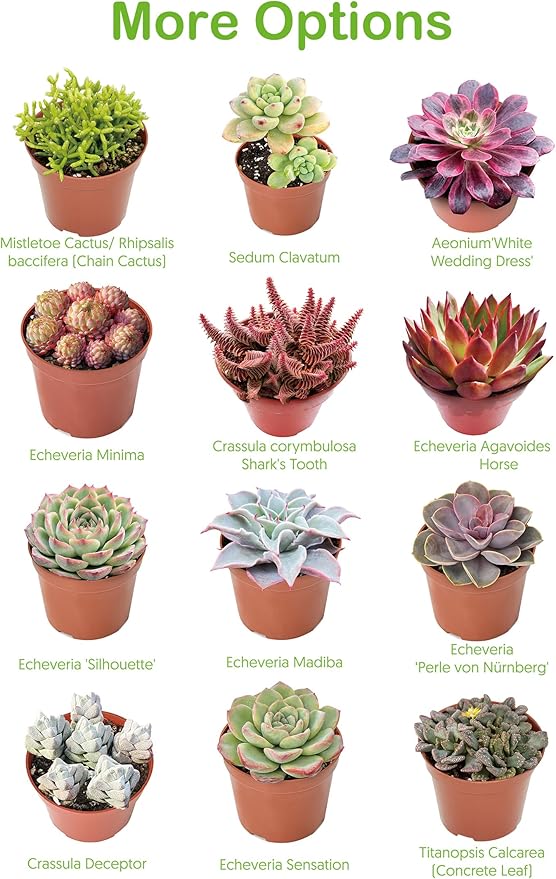 Live Succulents Crassula Baby's Necklace (4-inch), Succulent Plants Fully Rooted in Pots with Soil, Easy-Care House Plant for DIY, Home Office Decor, Wedding Party Favor