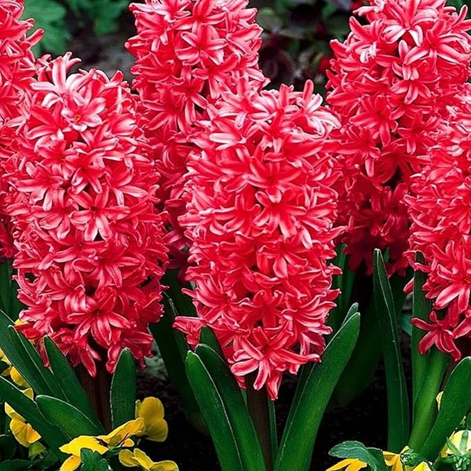 Hyacinth Jan Bos Flower Bulbs – Deep Carmine Red Blooms, Fragrant Spring Hyacinth Bulbs for Fall Planting, Easy Grow Indoor & Outdoor Plant Bulbs, Top Size 16/+ cm