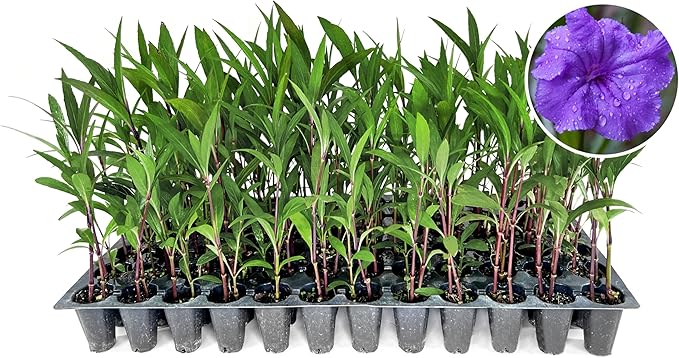 Mexican Petunia Purple | 40 Live Plants | Ruellia Brittoniana | Purple Flowering Landscape Pollinator | Heat Tolerant Groundcover | Outdoor Perennial for Gardens Borders Walkways Containers