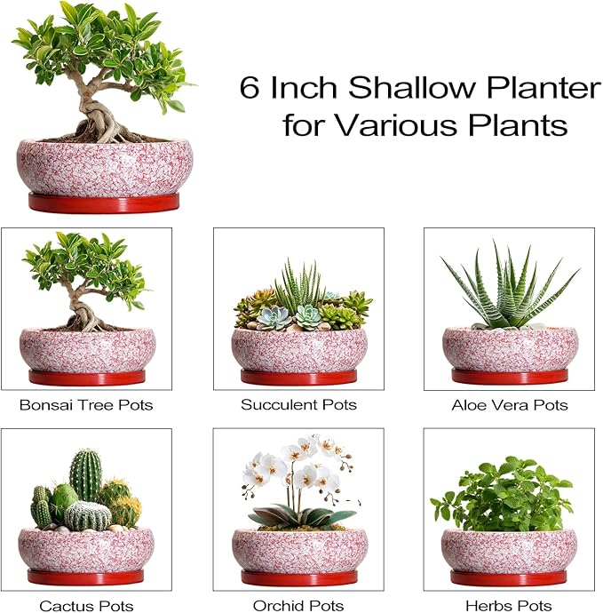 EPFamily Bonsai Pots Small - 6 Inch Ceramic Succulent Pots with Drainage Hole and Ceramic Saucer, Succulent Planters Indoor Outdoor, Shallow Round Planter, Apartment Decor, Housewarming Gifts, Red