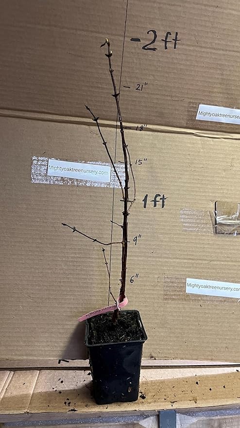 1 Litter Pot Honeyberry ‘Aurora’ (Lonicera caerulea VAR.edulis) 1 Plant 12-18” Tall Haskap