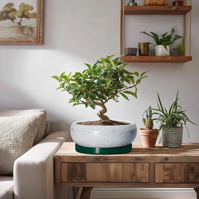 EPFamily Bonsai Tree Pots - 8 Inch Ceramic Succulent Pot with Drainage Hole and Tray, Bonsai Pots, Shallow Planters for Indoor Outdoor, Round Planter Bowl, House Decor, Gifts for Plant Lovers, Green