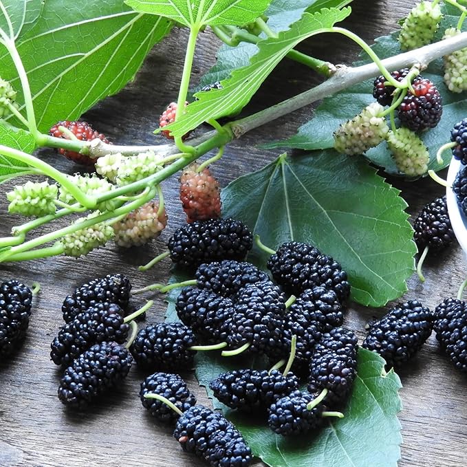 1500+ Mix Fruit Tree Seeds for Planting, 400 Strawberry 200 Blueberry 300 Raspberry 300 Mulberry 200 Cranberry 20 Cherry, 6 Variety Individual Packs Organic Fruit Seeds