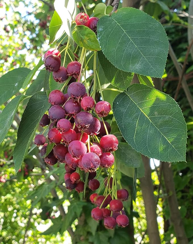 Serviceberry Trees Live Plants, Edible Blueberry Fruits, Service Berry Bush, 12"-18