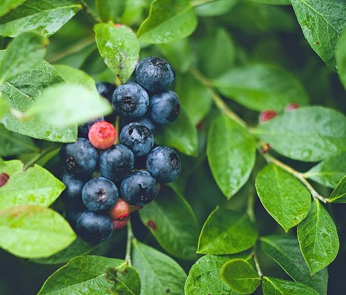 Blueberry Plant - BLUERAY - Extra-Large Fruits, Excellent Flavor and Great for Backyard Growing