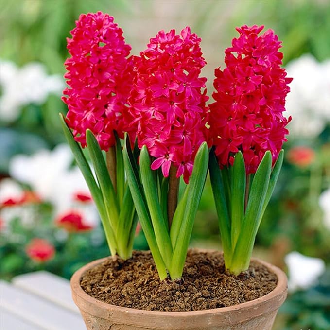 Hyacinth Jan Bos Flower Bulbs – Deep Carmine Red Blooms, Fragrant Spring Hyacinth Bulbs for Fall Planting, Easy Grow Indoor & Outdoor Plant Bulbs, Top Size 16/+ cm