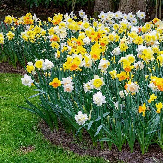 Dutch Bulbs Daffodil Bulbs Spring Dream Collection - 25 Perennial and Hardy Flower Bulbs - Scented Daffodil Mix from The Netherlands - for Garden and Pot (no Seeds - not Artificial)