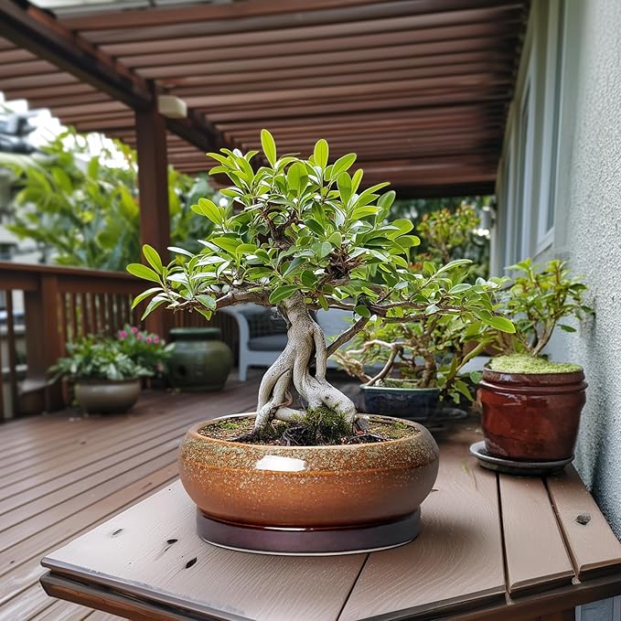 EPFamily Bonsai Pots 13 Inch - Large Ceramic Succulent Planter for Indoor Outdoor, Round Shallow Planters with Drainage Hole and Saucer, Large Succulent Pots, Patio Decor, Garden Gifts, Retro Brown