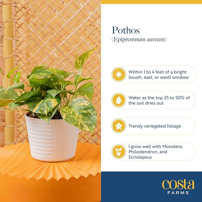 Costa Farms Pothos Plant, Devil's Ivy in Decorative Pot, Easy to Maintain, Air Purifying Indoor Houseplant, Trellis, Shelf, Room, or Office Decor, House Warming Gift, 8-12 Inches Tall