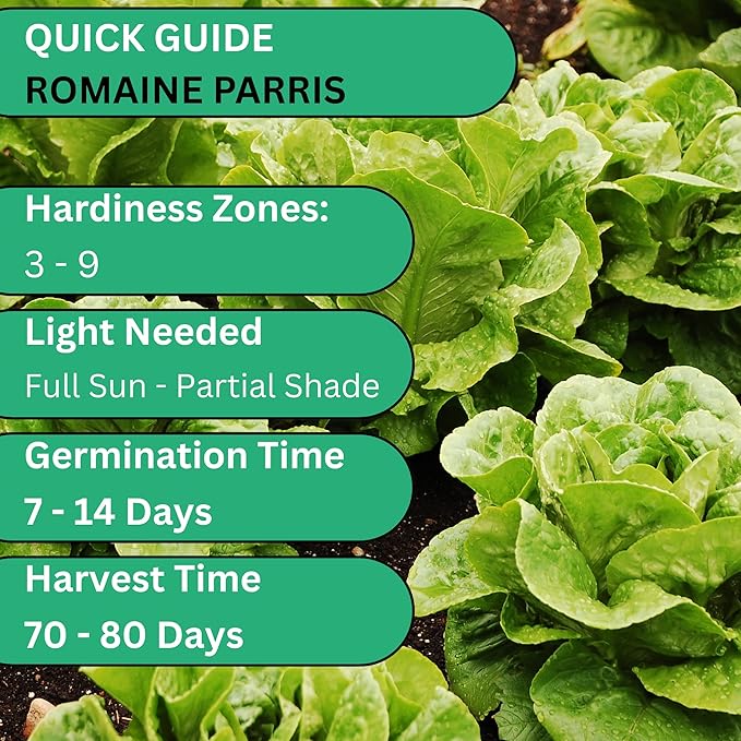 Romaine Parris White Cos Heirloom Lettuce Seeds for Planting - Over 2,700 Non-GMO Seed Pack - Beginner-Friendly Green Leaf Lettuce Seed | Woods Creek Seeds