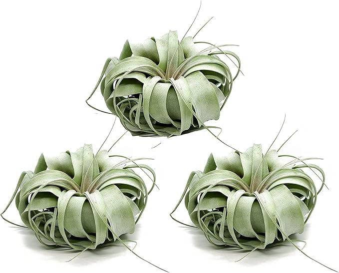 ragnaroc Live Air Plant - Tillandsia Xerographica, Jumbo 6-9” - 3 ct - Ideal for Gifts & Presents, Live Indoor Plants & Live House-Plants – Live Plants for Home décor