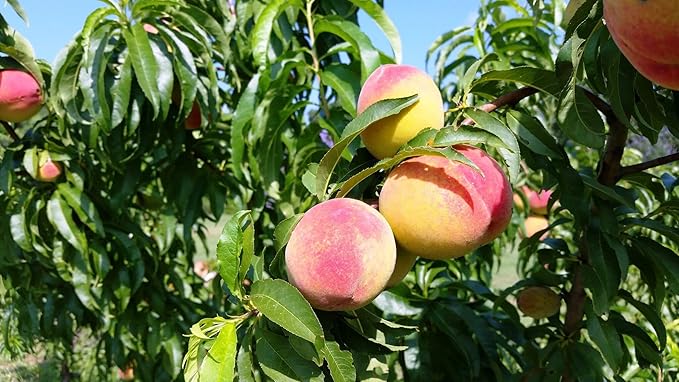 Bounty Peach Tree - Self Pollinating - Live Fruit Plant Shipped 3 Feet Tall by DAS Farms